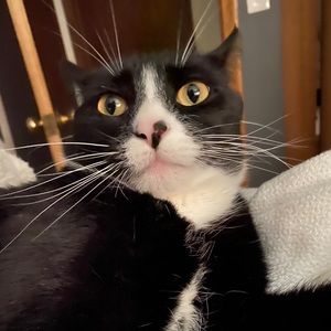 Meet your Posher, Miles